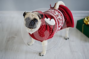 Amusing doggie of breed a pug in reindeer suit