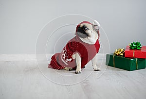 The amusing doggy of breed pug is dressed by a holiday in reindeer suit.