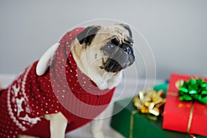 The amusing doggy of breed pug is dressed by a holiday in reindeer suit.