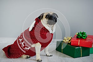 The amusing doggy of breed pug is dressed by a holiday in reindeer suit.