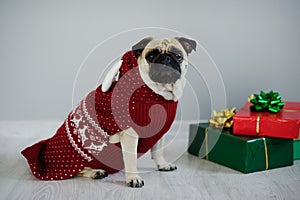 The amusing doggy of breed pug is dressed by a holiday in reindeer suit.