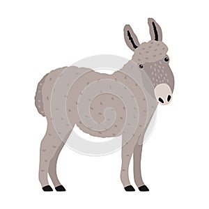 Amusing grey donkey, or burro isolated on white background. Portrait of adorable cartoon domestic working animal photo
