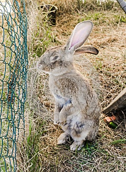 Amusing grey rabbit in a shelter