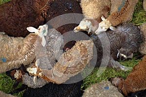 Amusing herd of sheep rest in a close pile