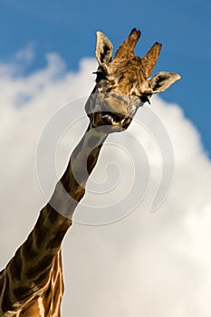 Amusing image of a Giraffe sticking its tongue out