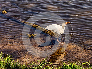 An Amusing Immature Ibis Dripping Water from His Beak