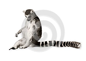 Amusing lemur