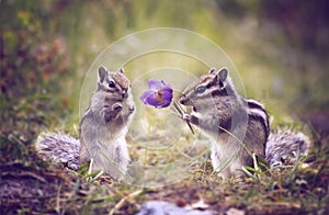 Amusing meeting of two darlings chipmunk