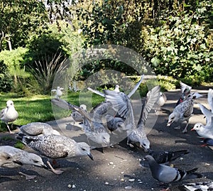 Amusing photo of a pigeon outnumbered by gulls