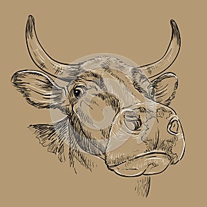 Amusing portrait of bull hand drawing illustration brown