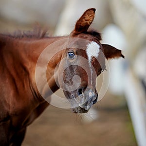 Amusing portrait of a foal.