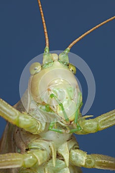 Amusing portrait of a green grasshopper
