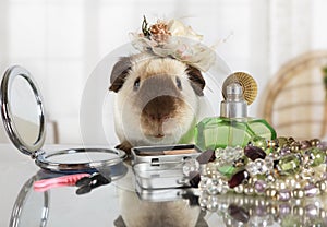 Amusing rat with a cap on her head at the makeup table