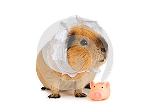 Amusing red-haired guinea pig in a sleeping cap with a little toy pig