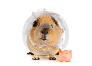 Amusing red haired guinea pig in a sleeping cap with a little toy pig over white