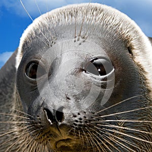 Amusing seal