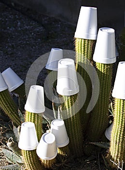 Amusing styrofoam cups winterize cactus tips