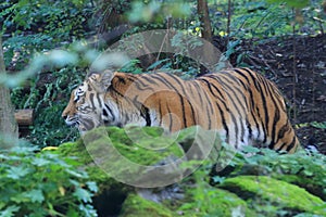 Amut tiger photo