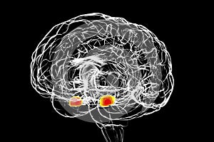 Amygdala, also known as corpus amygdaloideum, in the human brain photo