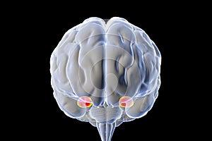Amygdala, also known as corpus amygdaloideum, in the brain photo