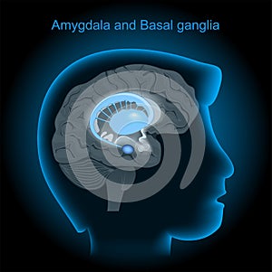 Amygdala and basal ganglia