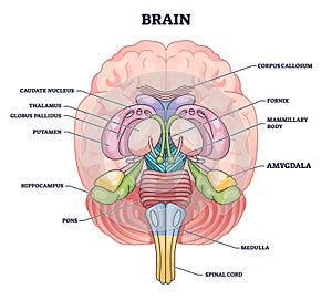 Amygdala brain part location with medical human head anatomy outline diagram photo