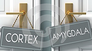Amygdala or cortex as a choice in life - pictured as words cortex, amygdala on doors to show that cortex and amygdala are photo