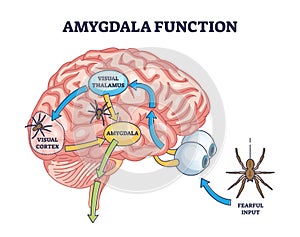 Amygdala function with brain response to fear stimulus outline diagram photo