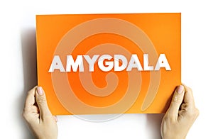 Amygdala is the integrative center for emotions, emotional behavior, and motivation, text concept on card photo