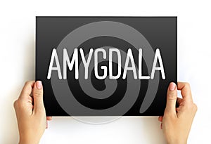 Amygdala is the integrative center for emotions, emotional behavior, and motivation, text concept on card photo