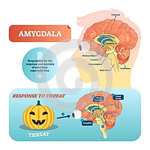 Amygdala medical labeled vector illustration and scheme with response to threat.