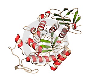Amylase (human pancreatic alpha-amylase) Protein. 3D Illustration.