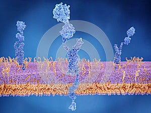 The amyloid precursor protein