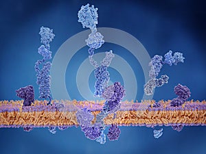 The amyloid precursor protein being cleaved by gamma and beta se