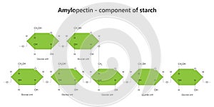 Amylopectin - polysaccharide. Component of starch. photo