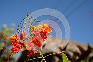 Amzing blooming in carribbean cost on blue sky