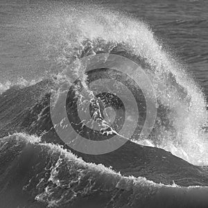 Amzing image of individual wave breaking and cresting during violent windy storm in black and white with superb detail