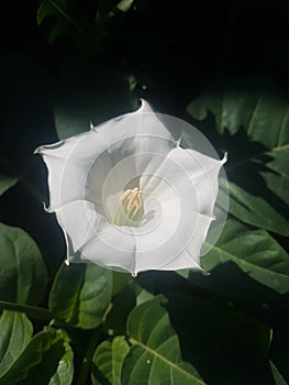 Amzing white flower