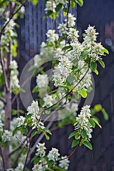 AmÃ©lanchier en fleurs au printemps