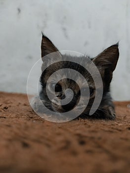 Anabul eyes have a lot of love