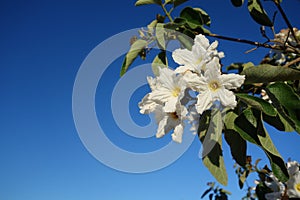 Anacahuita or Cordia Boissieri Blooming with White Flowers photo