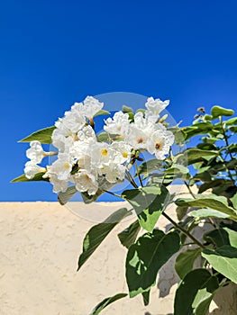 Anacahuita or Cordia Boissieri with White Flowers photo
