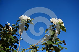 Anacahuita or Cordia Boissieri Blooming with White Flowers photo