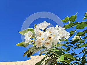 Anacahuita or Cordia Boissieri with White Flowers photo