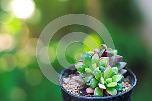 Anacampseros Rufescens is a colorful succulent plant