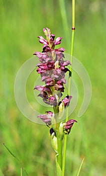 Anacamptis coriophora in National Park Lobau Donauauen, Austria