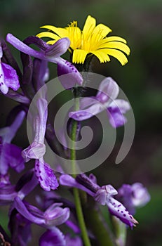 Anacamptis Morio,Endemic Mesiterranean Orchis Flowers and wiild yellow daisy from Sardinia Isle