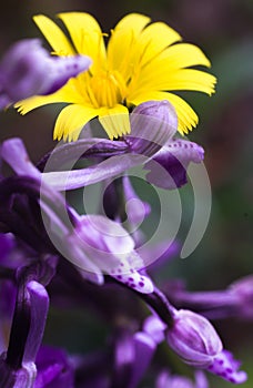 Anacamptis Morio,Endemic Mesiterranean Orchis Flowers and wiild yellow daisy from Sardinia Isle