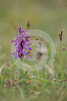 Anacamptis morio, the green-winged orchid or green-veined orchid