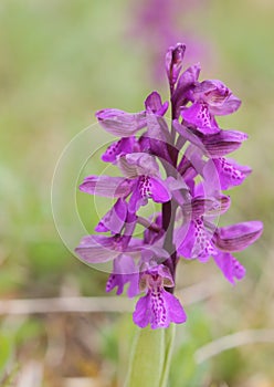 Anacamptis morio, the green-winged orchid or green-veined orchid